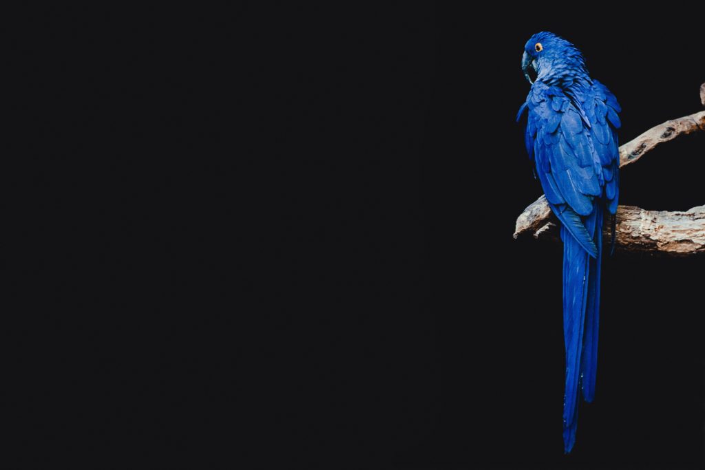 blue parrot