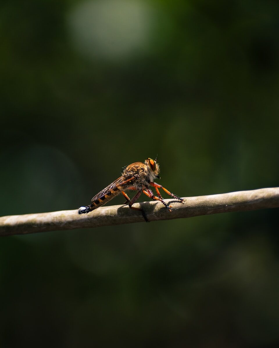 A robber fly rests on a thin branch.