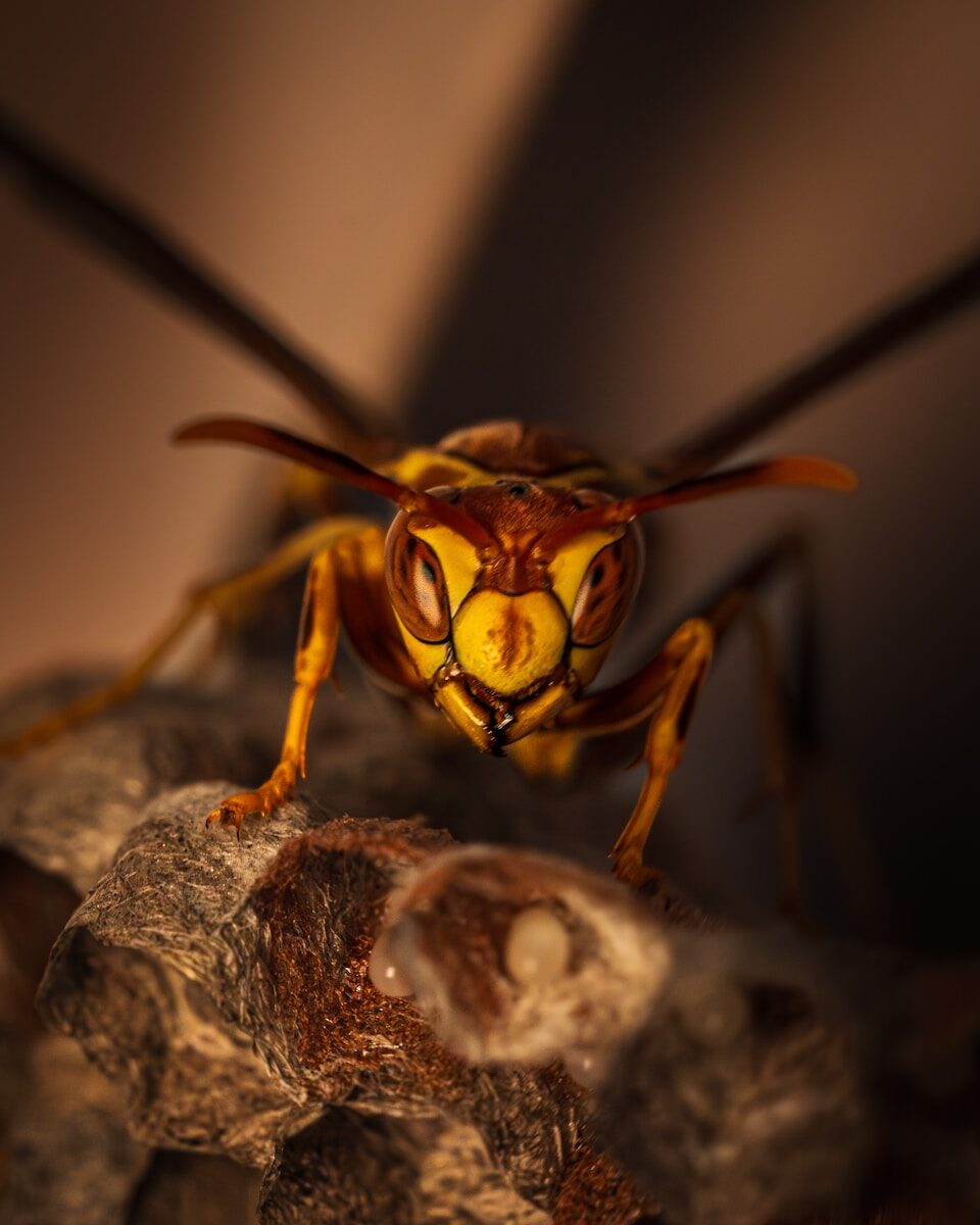 A wasp stares directly at the camera.