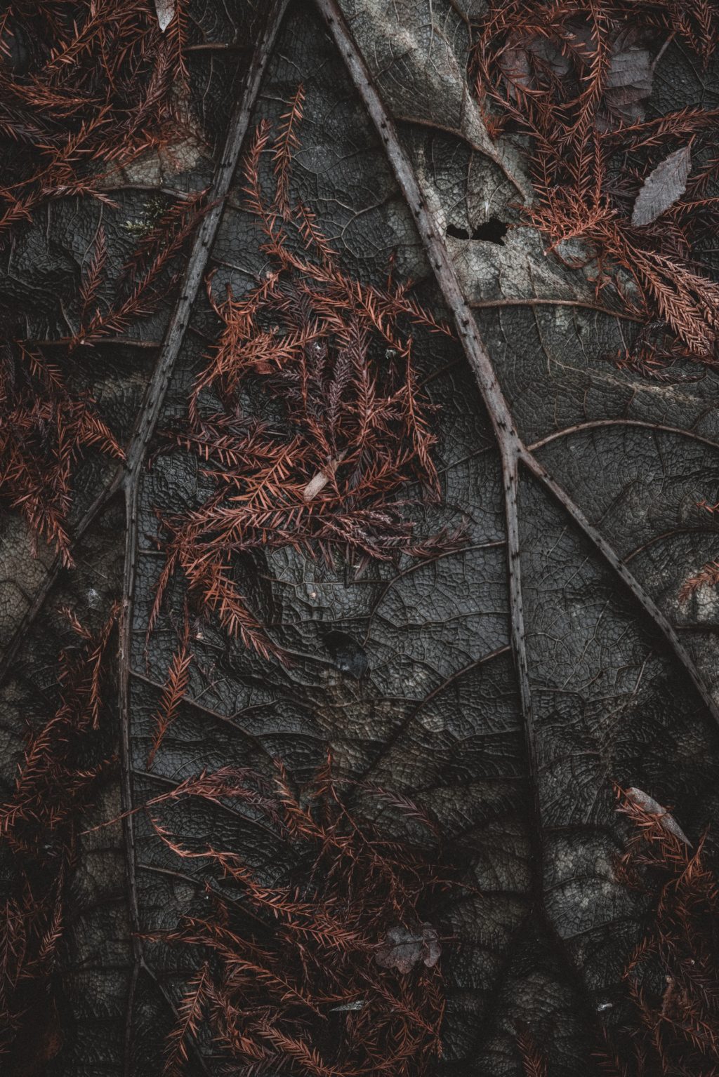 dark forest photography