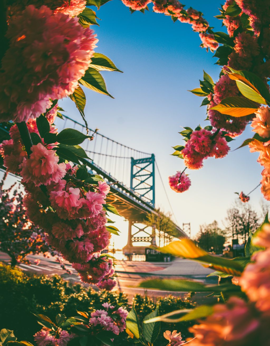 pink bloom bridge