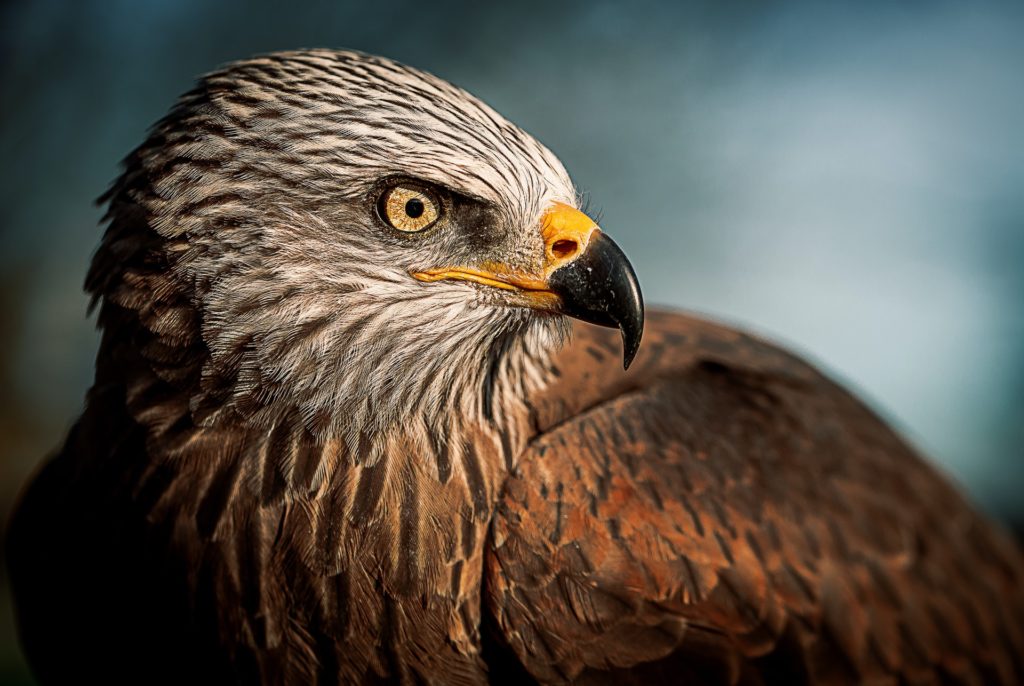 gorgeous eagle