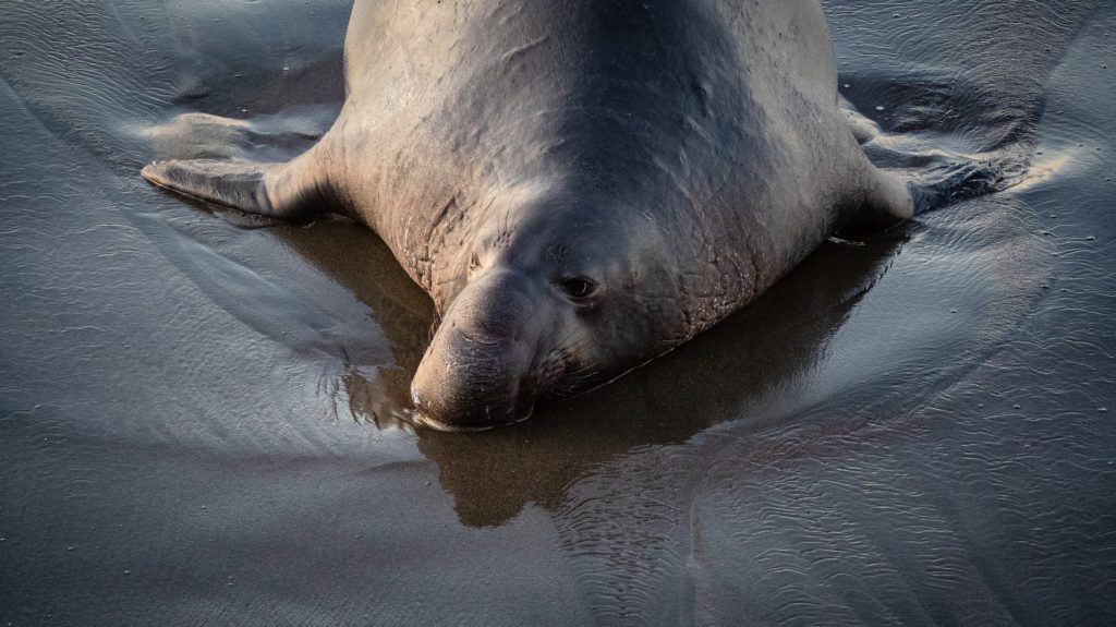 elephant seal