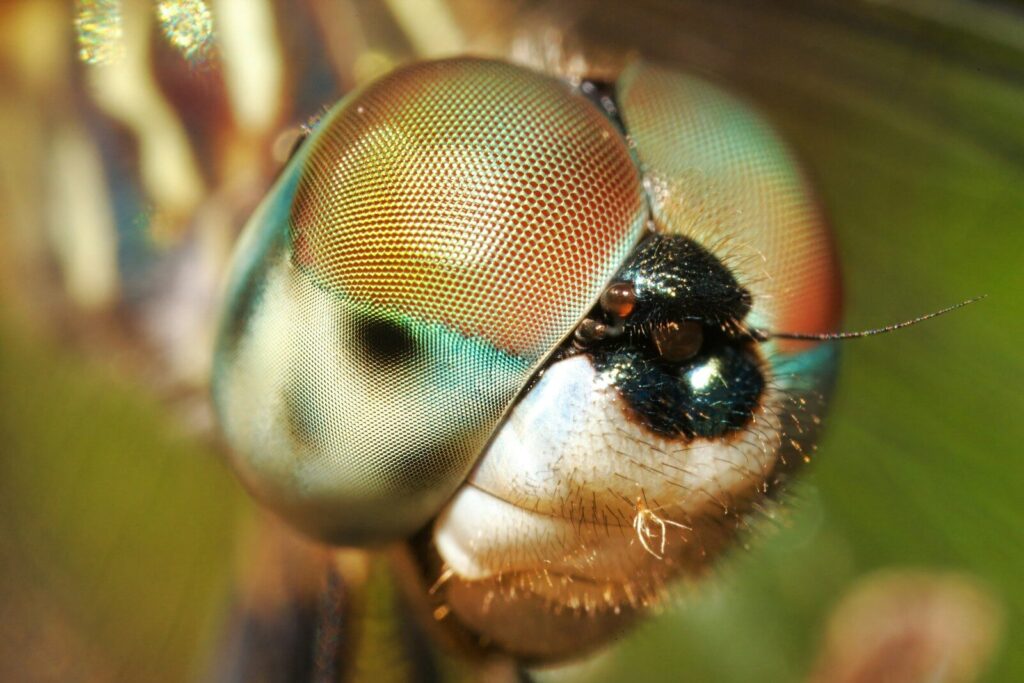 a close up of a bug on a leaf