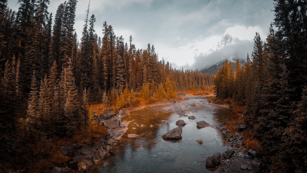 a fall landscape