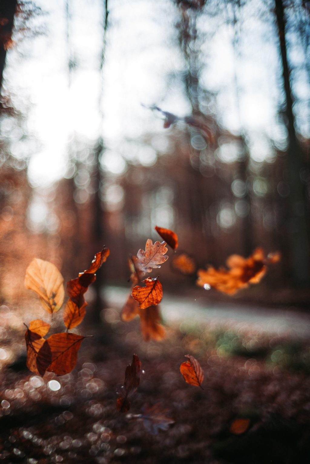 leaves flying