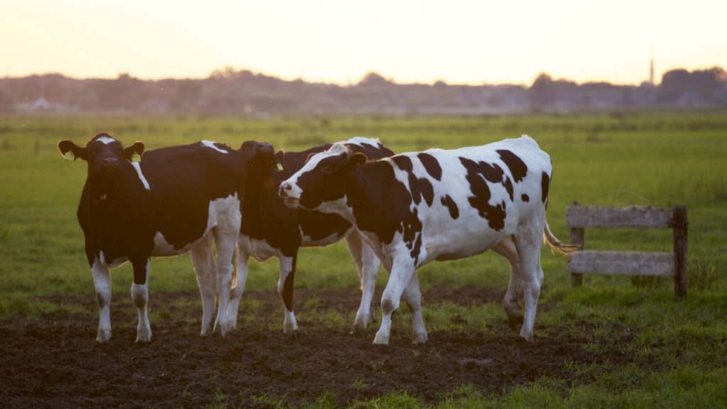 cows on farm