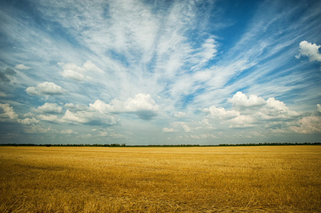 field and sky