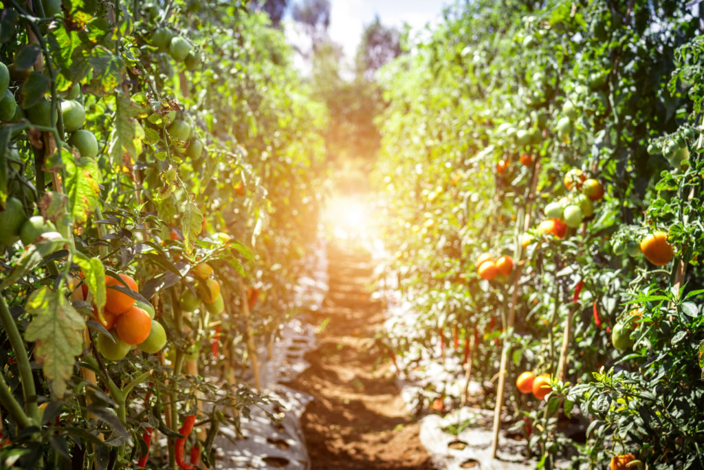tomato farm