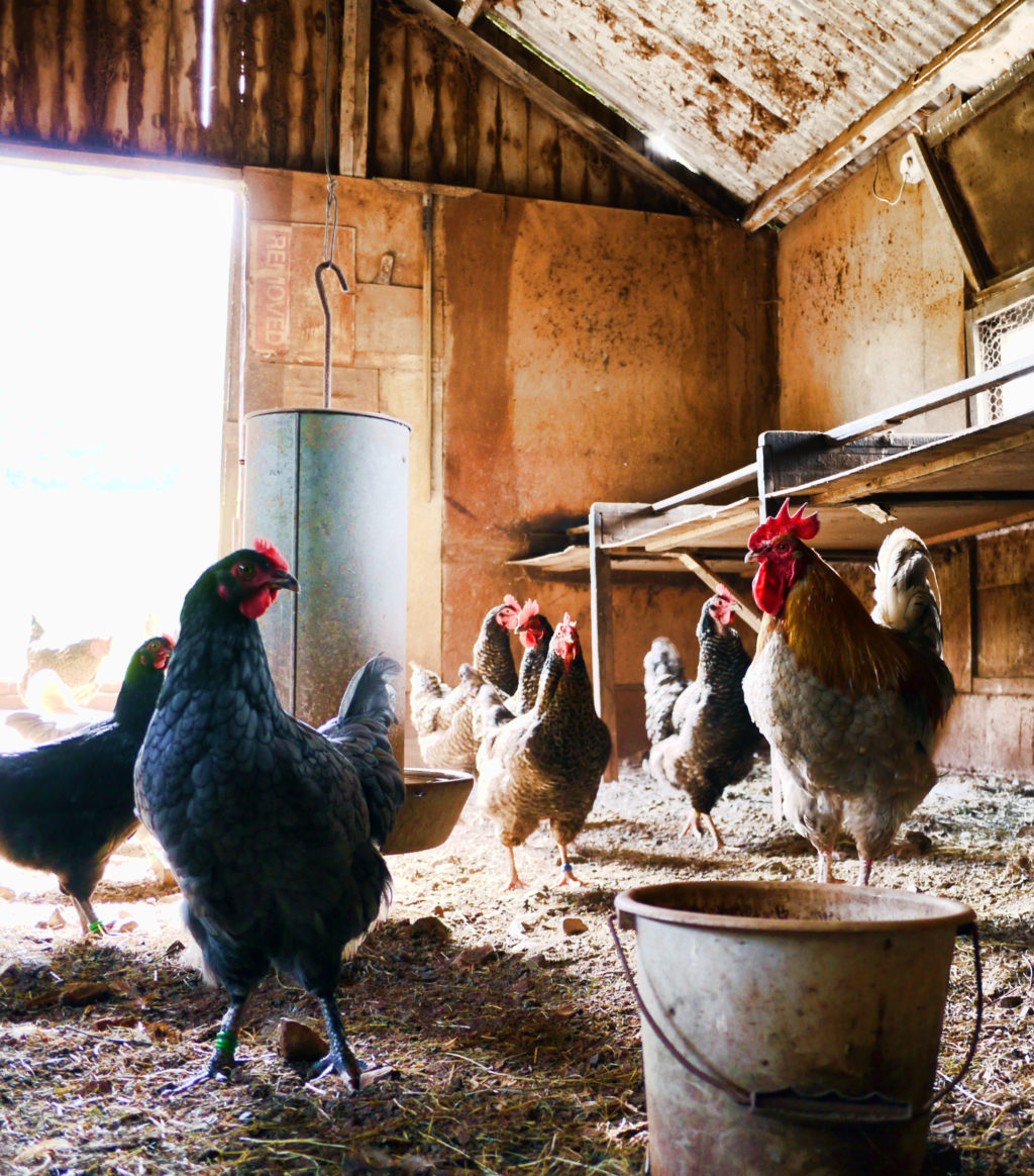 Chickens in a barn