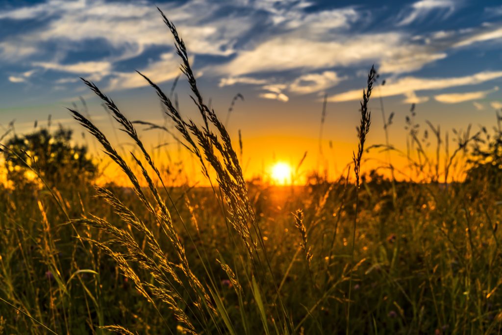 grass on farm