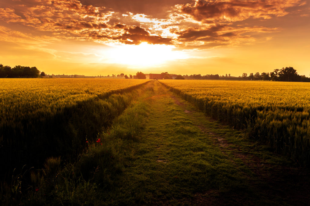 sunset field path