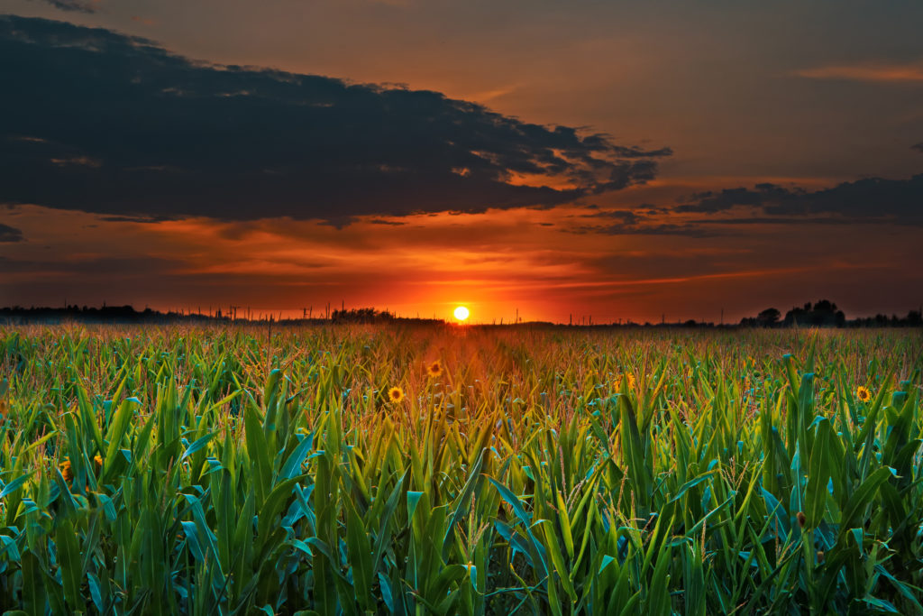 sunset corn field