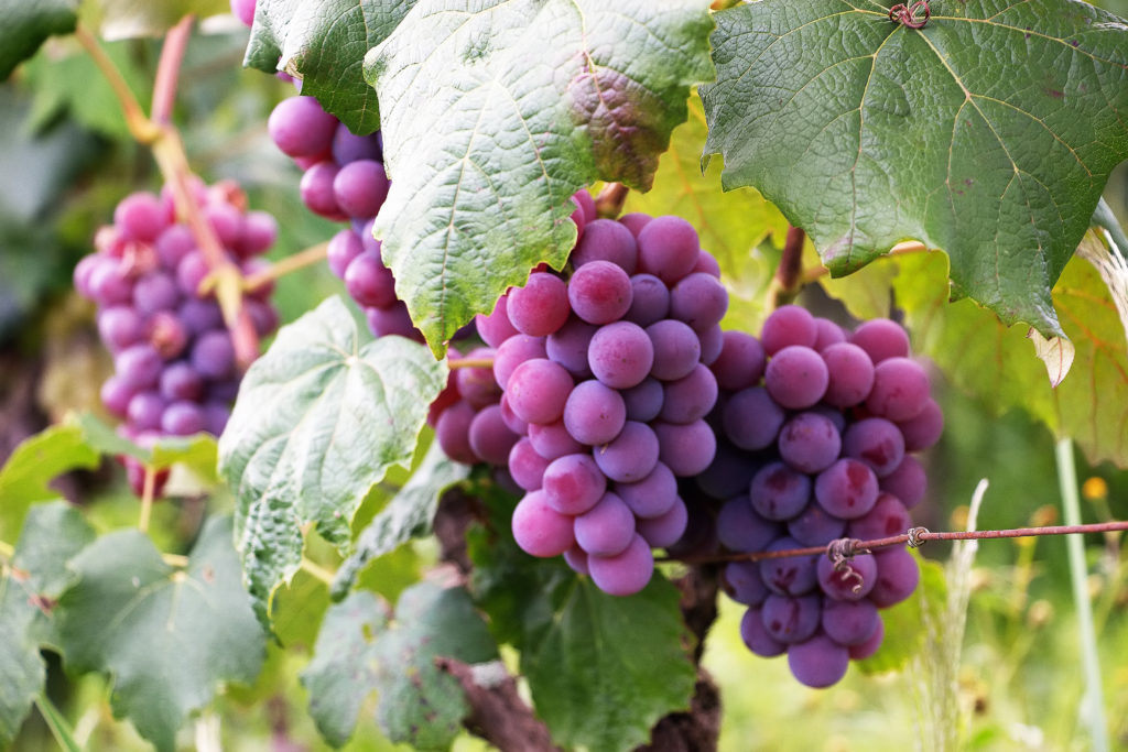 grapes