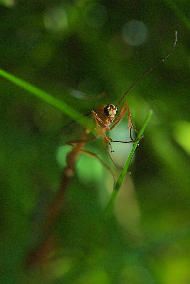 A close-up of an insect on a blade of grass.