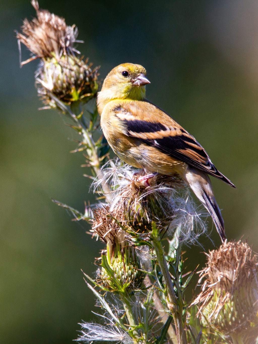 little sparrow