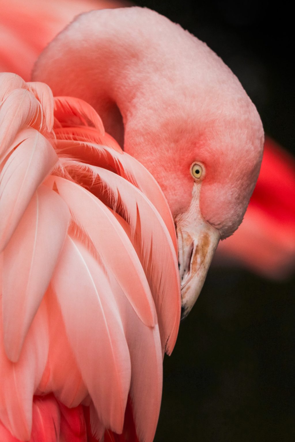 flamingo wildlife portrait