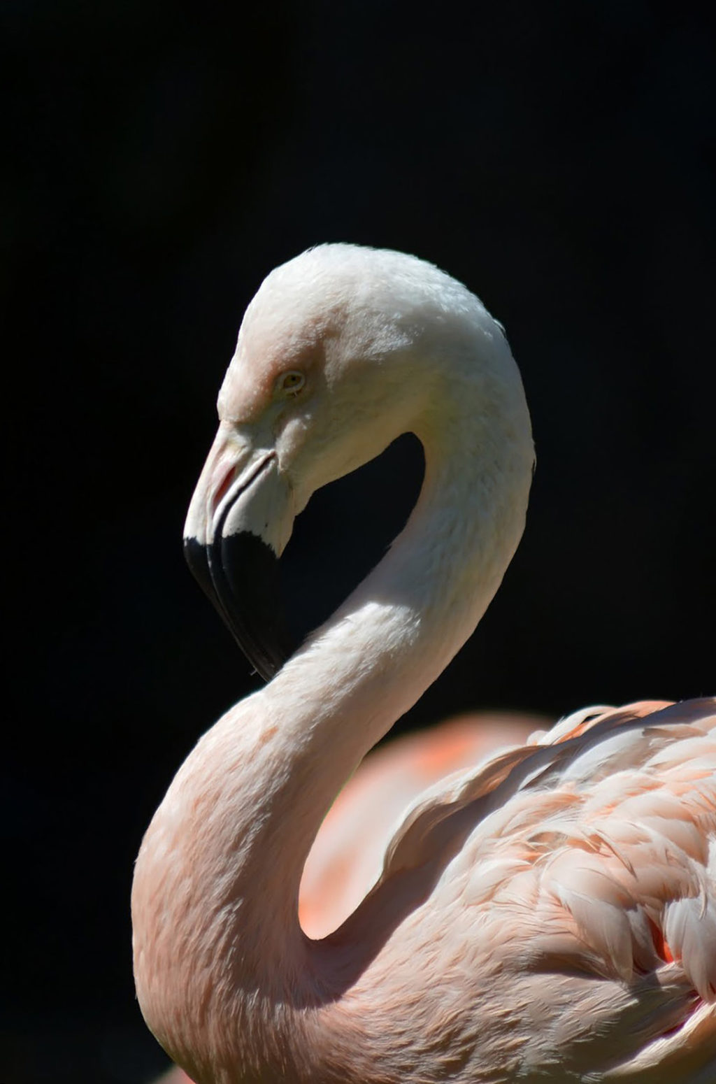 elegant flamingo with black background