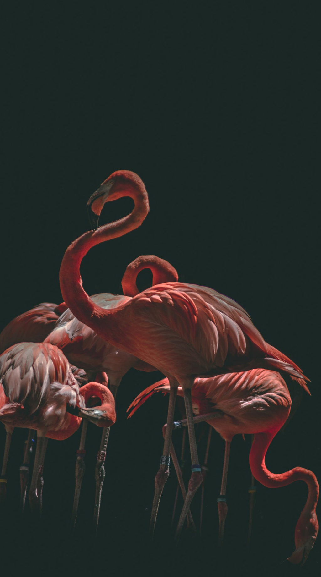 flamingos black background