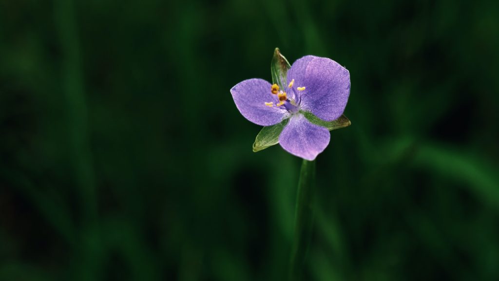 flower bokeh