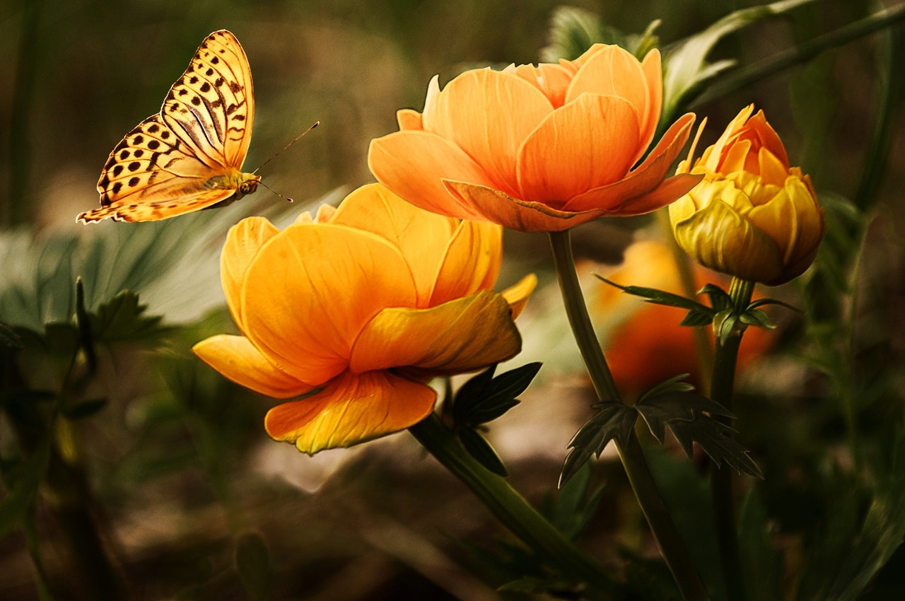 photo of a butterfly on a flower