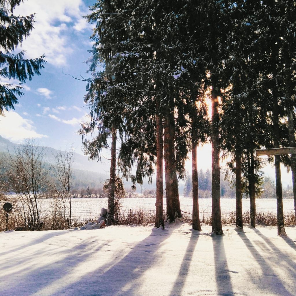 forest trees during sunrise