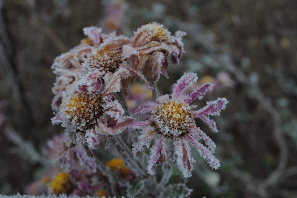 winter flowers