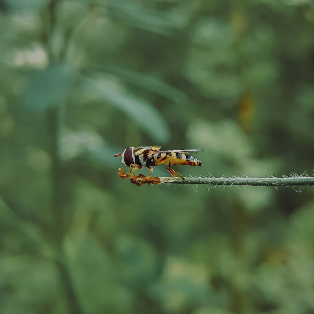 a close up of a bug