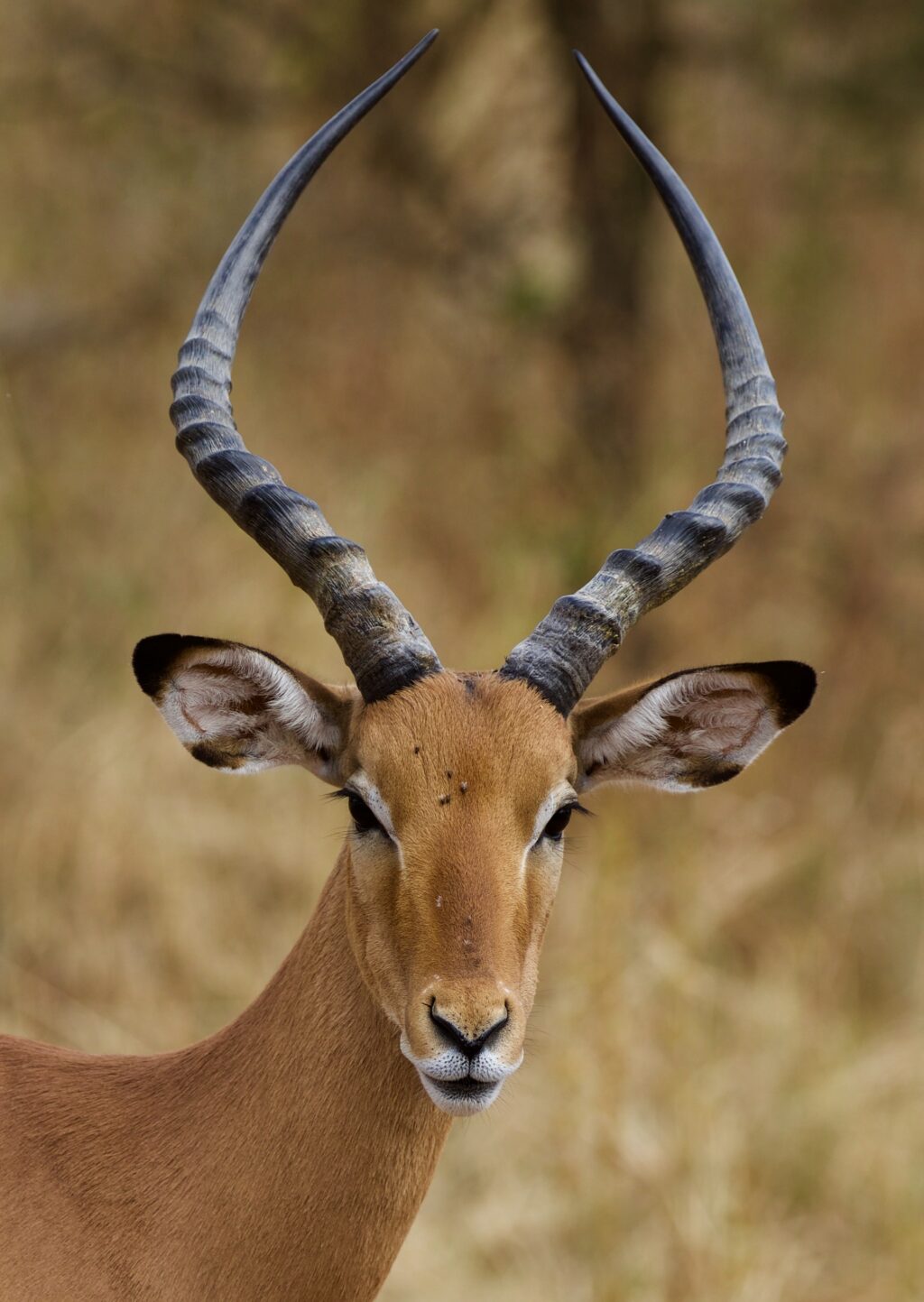 wildlife portrait