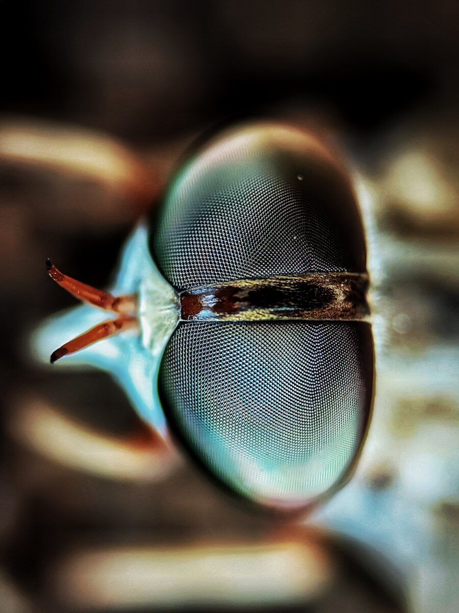 Extreme close-up of a fly's compound eye