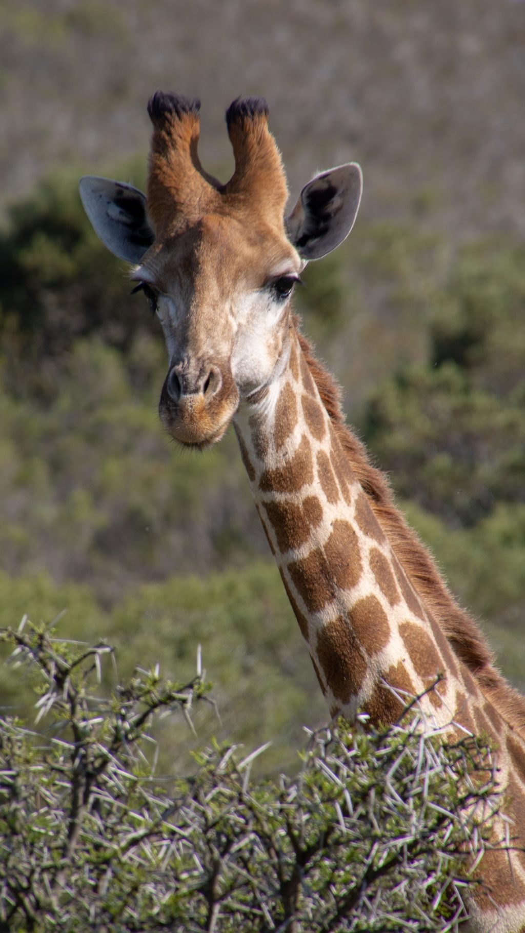 giraffe wildlife portrait