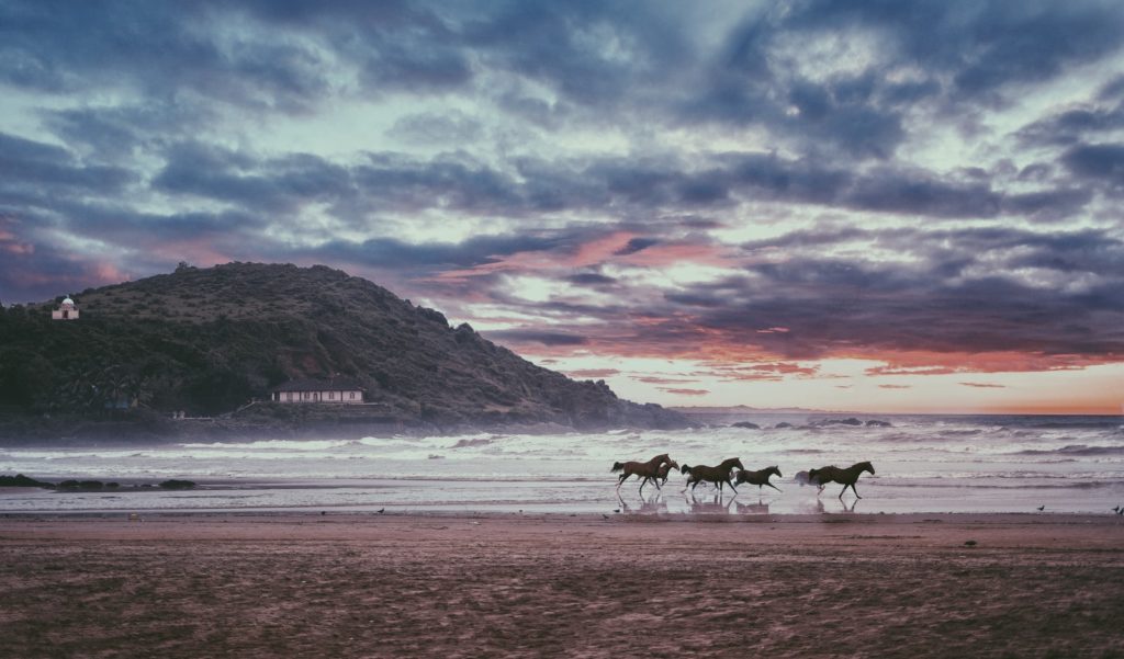 four black horses in Gokarna