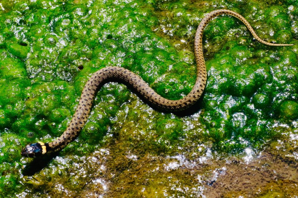 grass snake