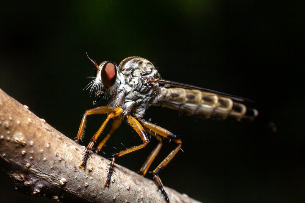 insect closeup