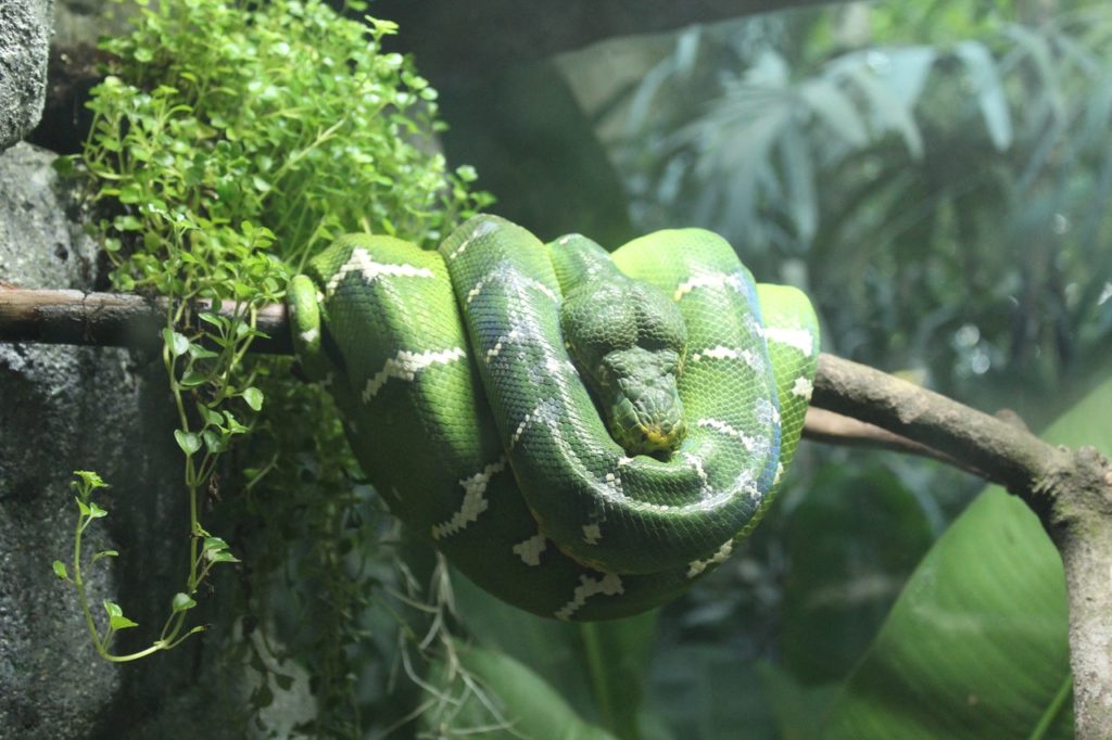 green and white snake on branch