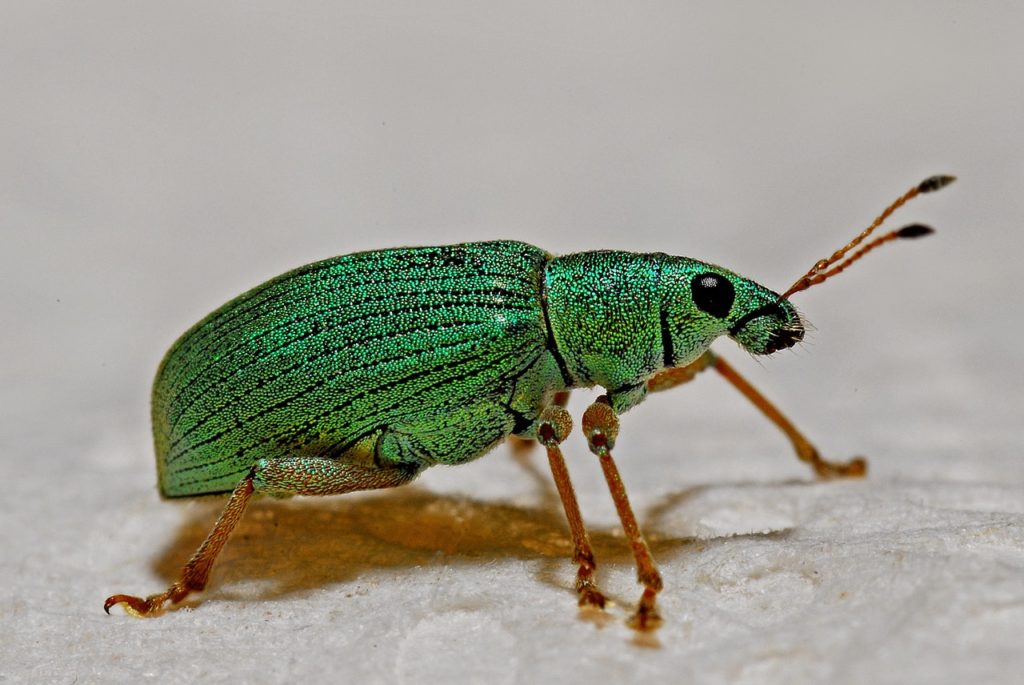 green black and brown insect