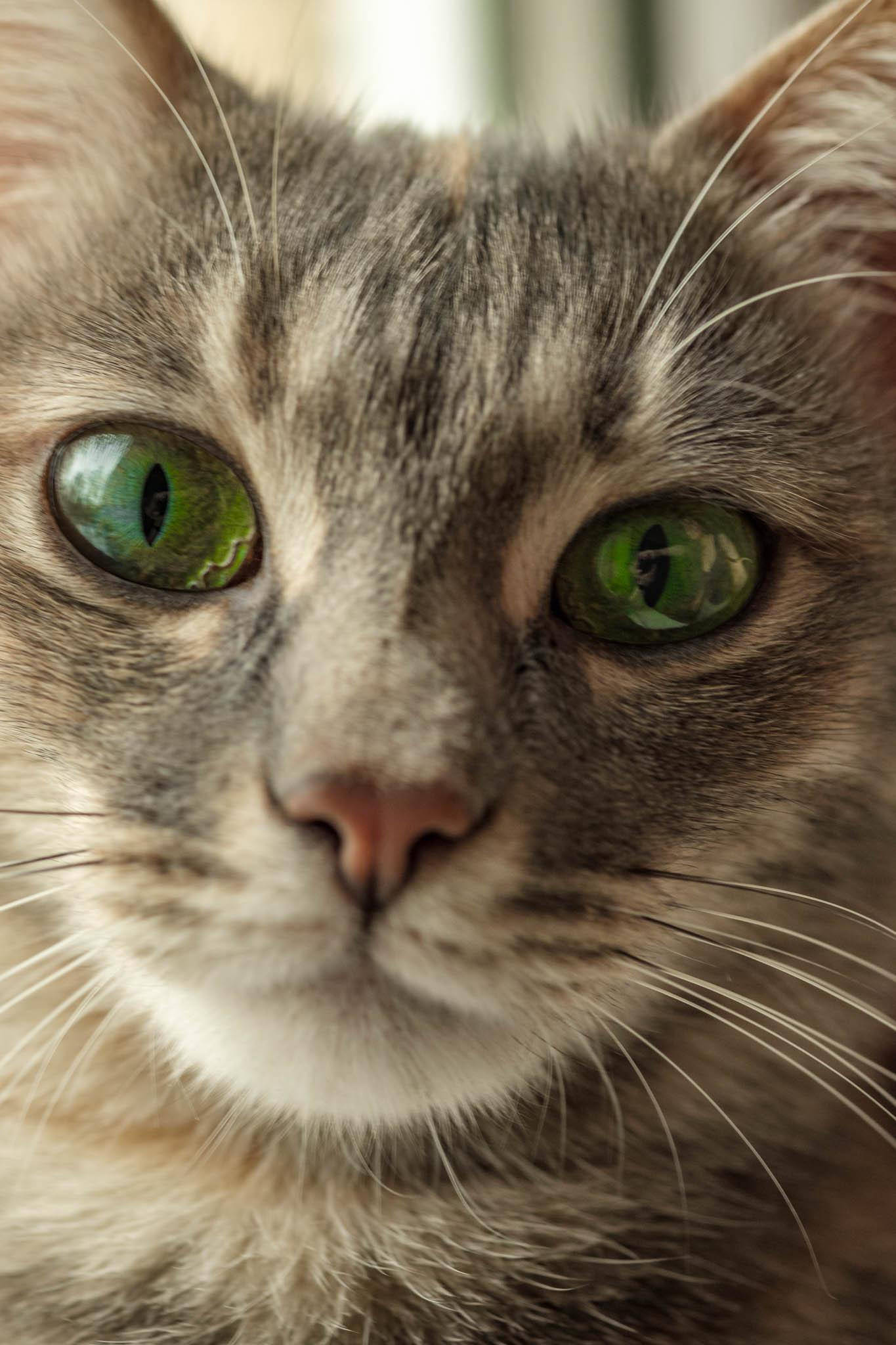 Green eyed, grey tabby cat shot with window light 