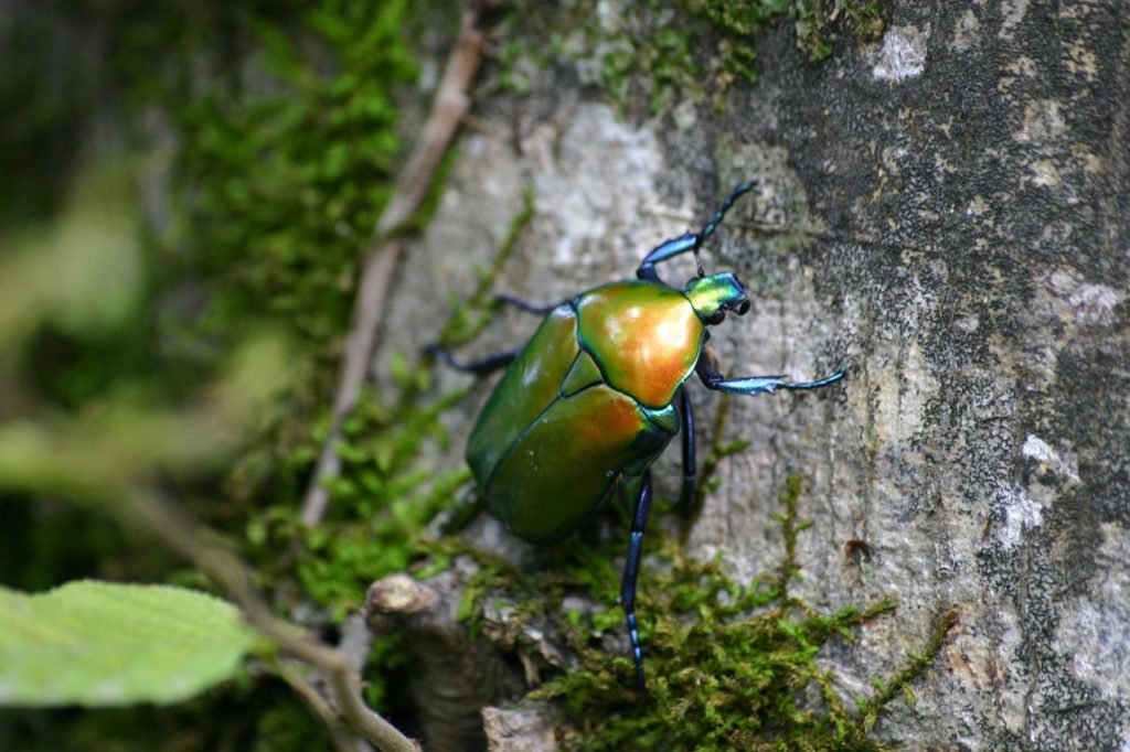 green june beetle on tree bark with green mosh in closeup