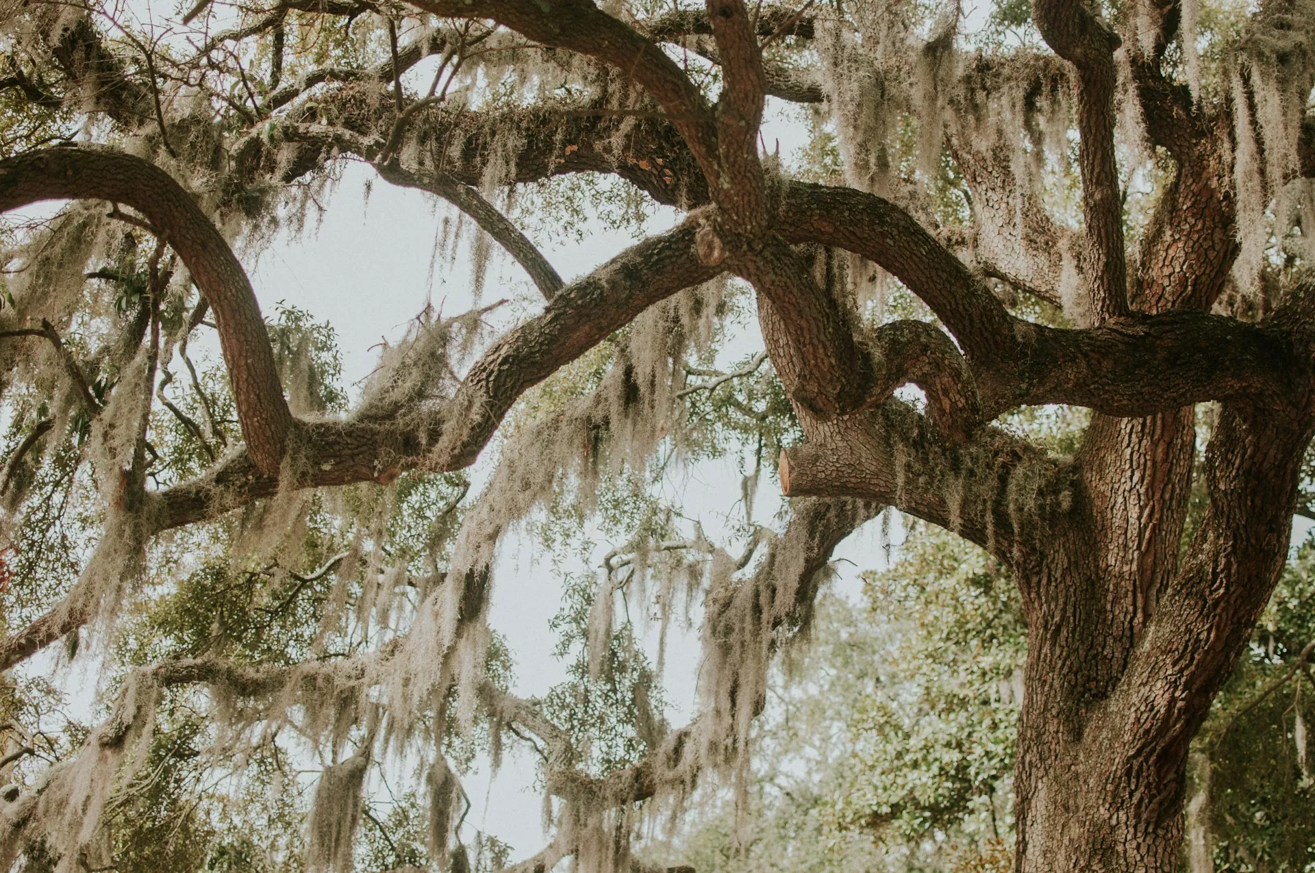 21 Photographs Of Trees – Interesting Compositions With These Silent Giants