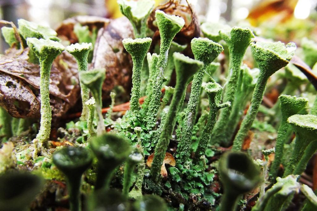 bright green lichen