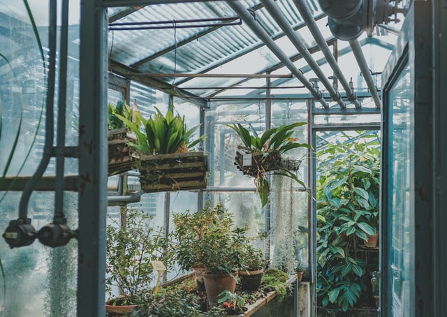 greenhouse