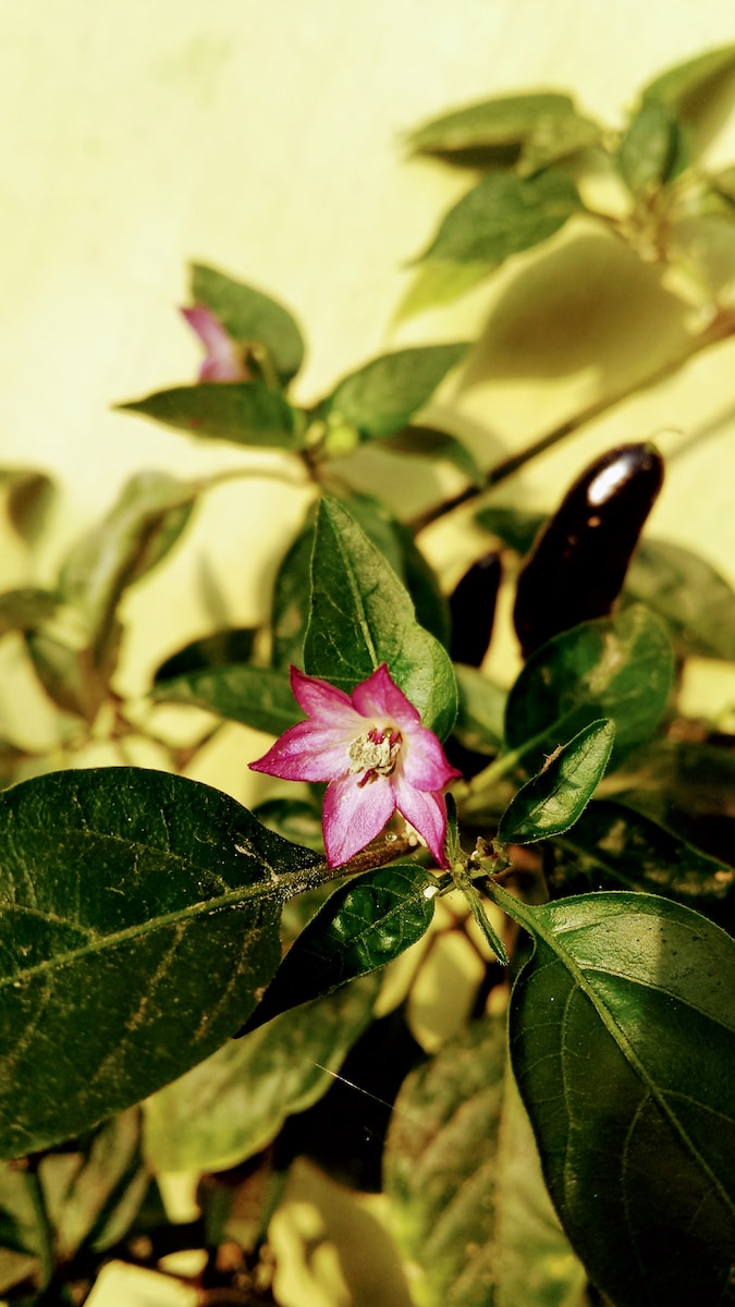a pink flower is blooming on a green plant
