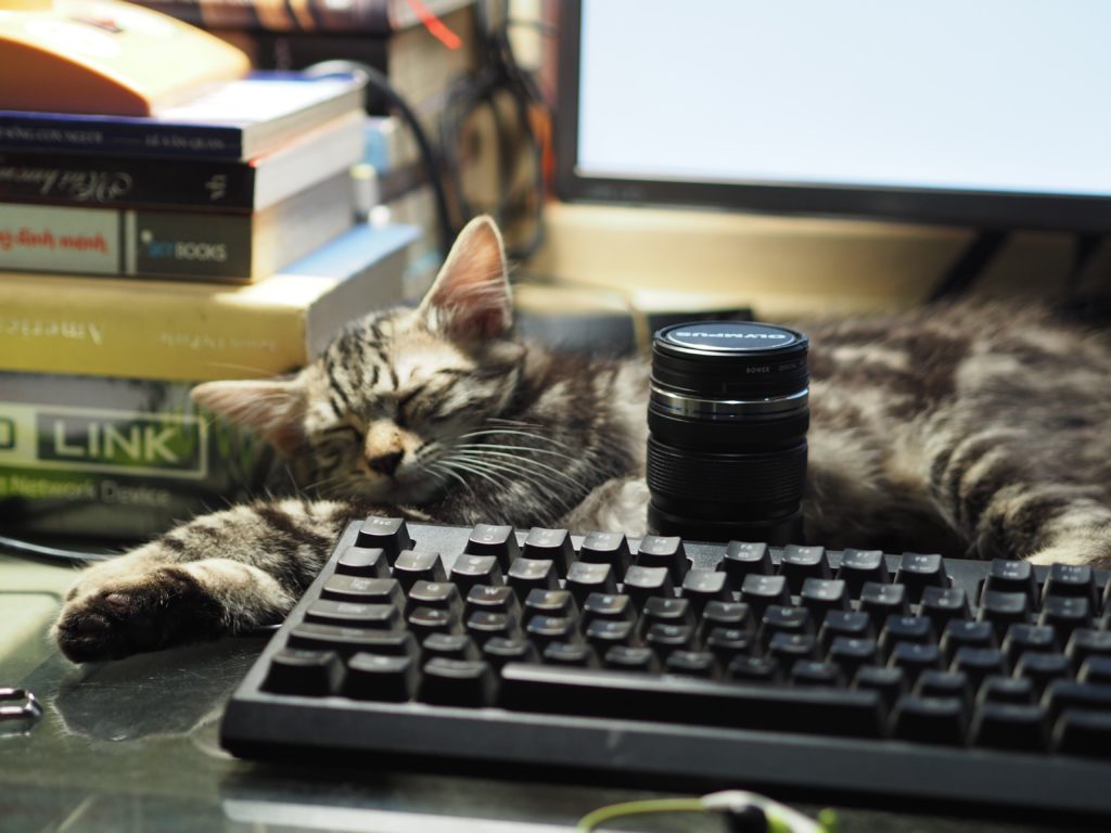 Cat lying in front of computer with camera lens photographic burnout