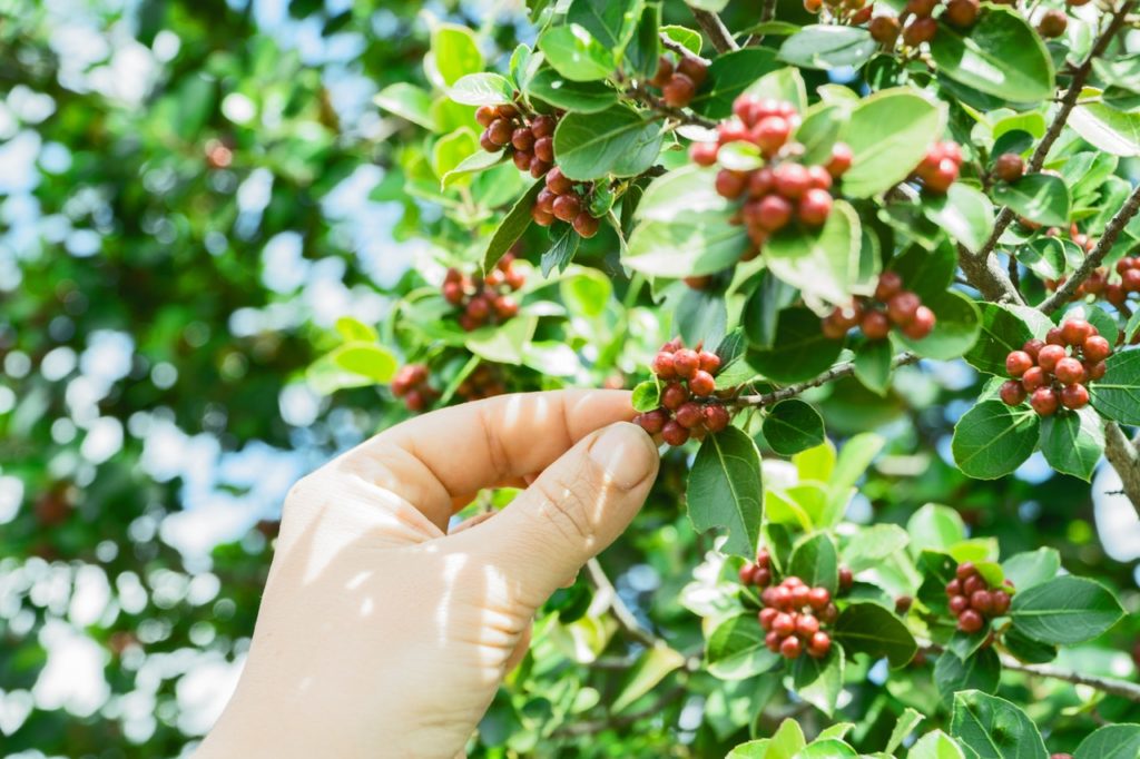 hand fruits rural gardening