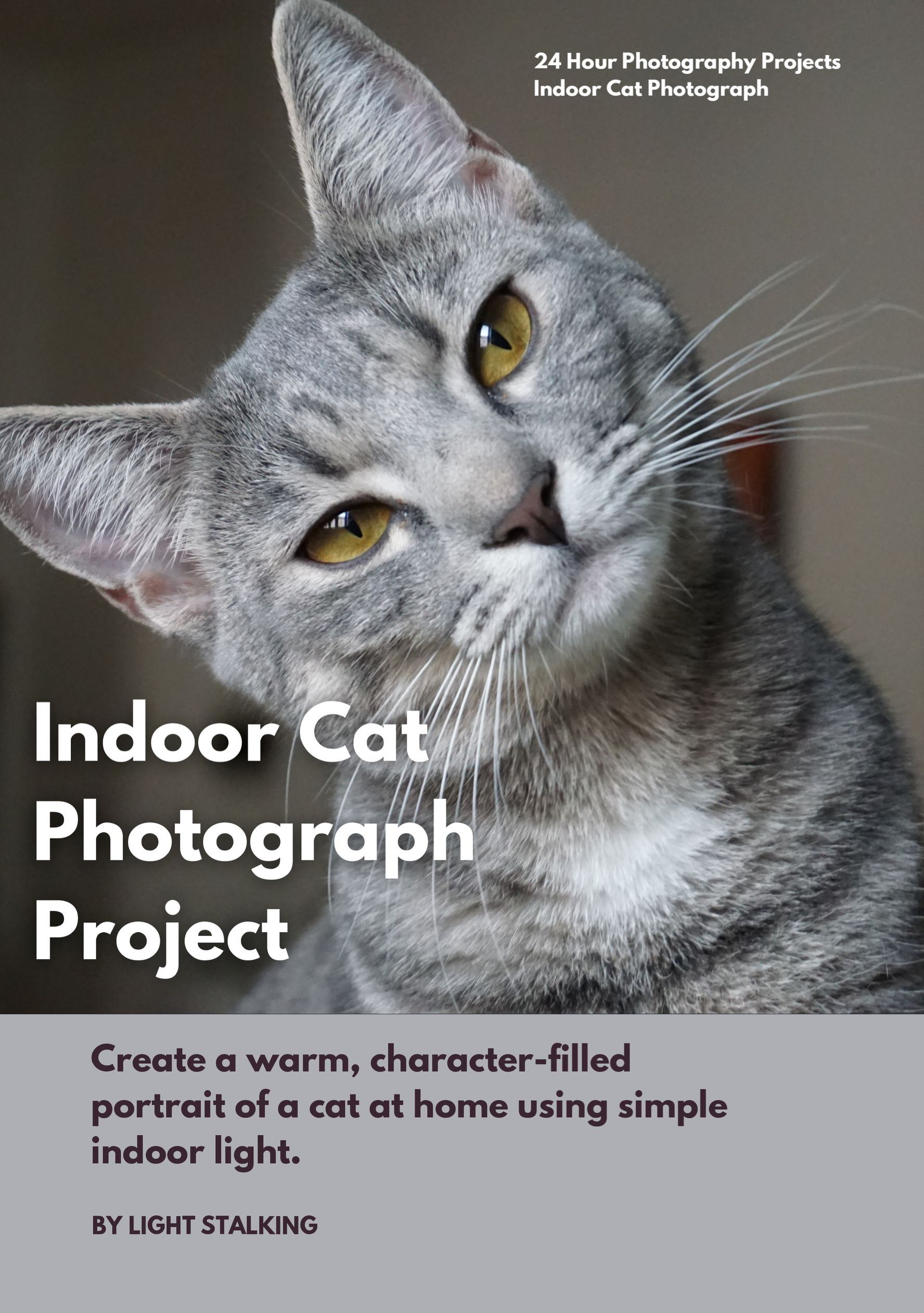 Indoor Cat Photography Project