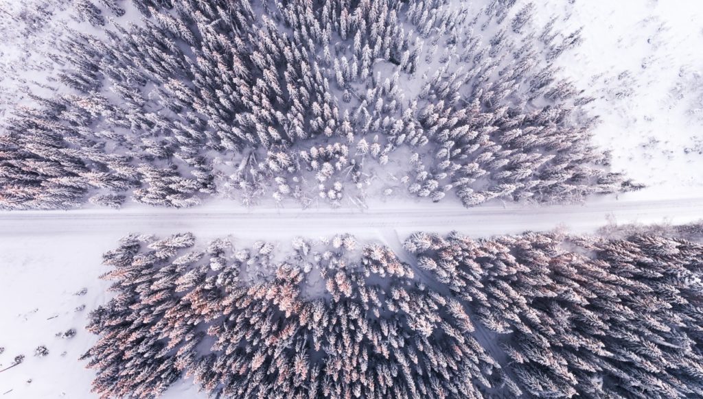 high angle photography of pathway through pine trees during