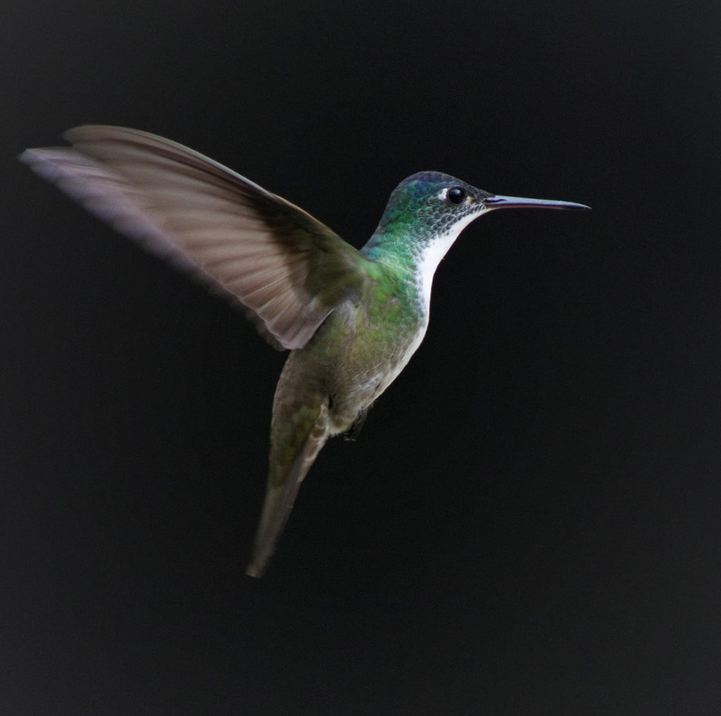 humming bird dark