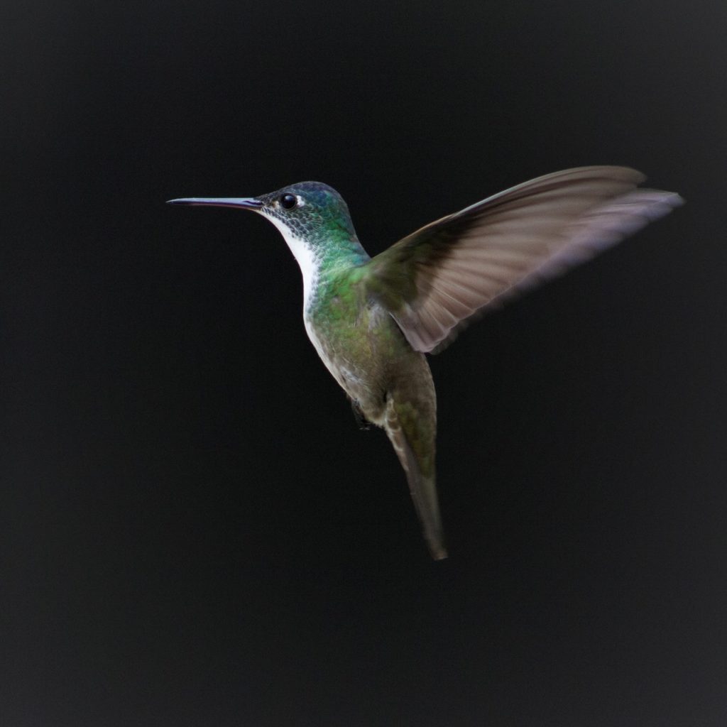 a hummingbird in flight