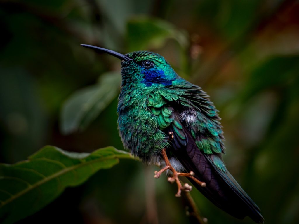 green and blue bird