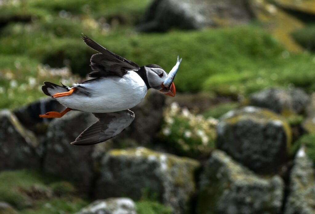 photo of flying puffin bird catching fish